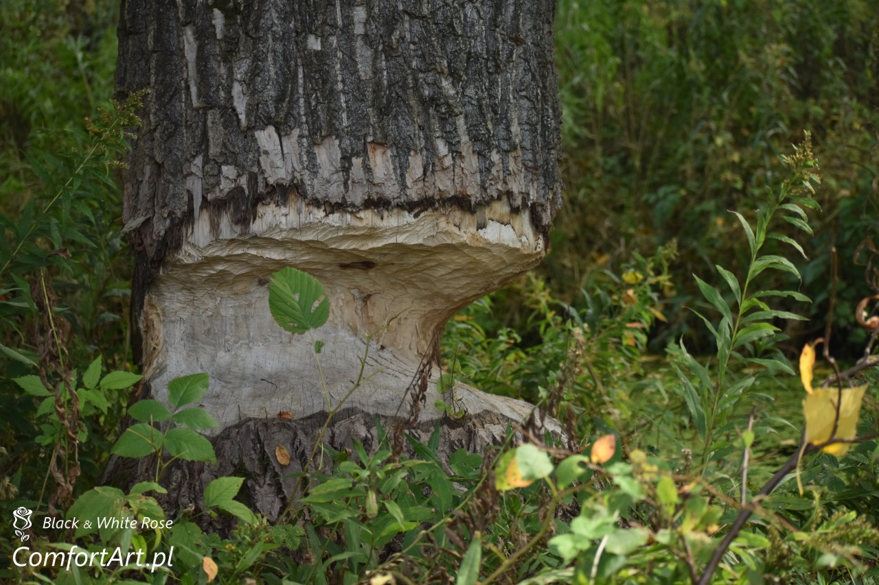 Torfowisko Wielkie Błoto bobrowe